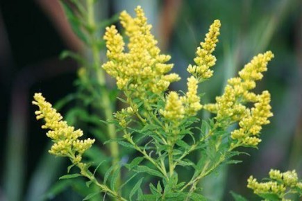 ���������� ���������: ������� �������� � ����������