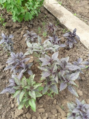 ����: ����� �� ����� ����� � ��� �������� ������