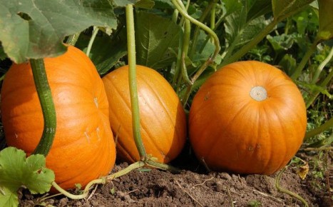 ���������� �������� ��� ��������� ����������� �����