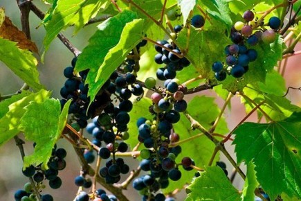 ��������� �������� ����������: �������������� � ������� ������ � �����������