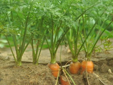 ������� �������� ������: ��� ��������� �������� ��� � �������