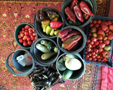 Как вырастить перцы: простые правила для богатого урожая