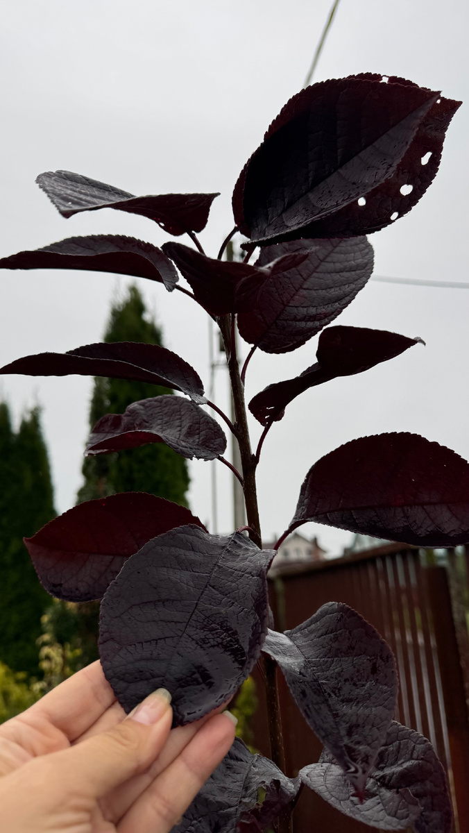 Как пересадка черёмухи Шуберта преображает сад