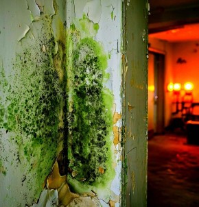 Эффективные методы борьбы с плесенью на стенах вашего дома