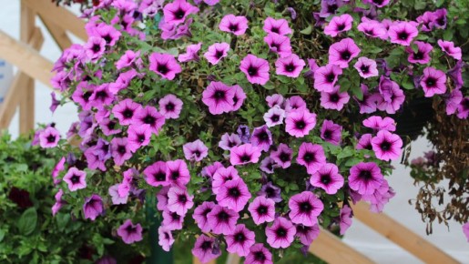 ��� ��������� ������ ��������� ����������� ��������� �������