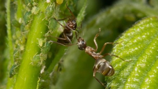 ������ ���� ��� ����: ��� ���������� ����� ������� ������� �� ����������