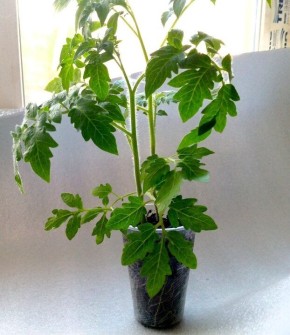 Почему подкормка рассады перед высадкой так важна