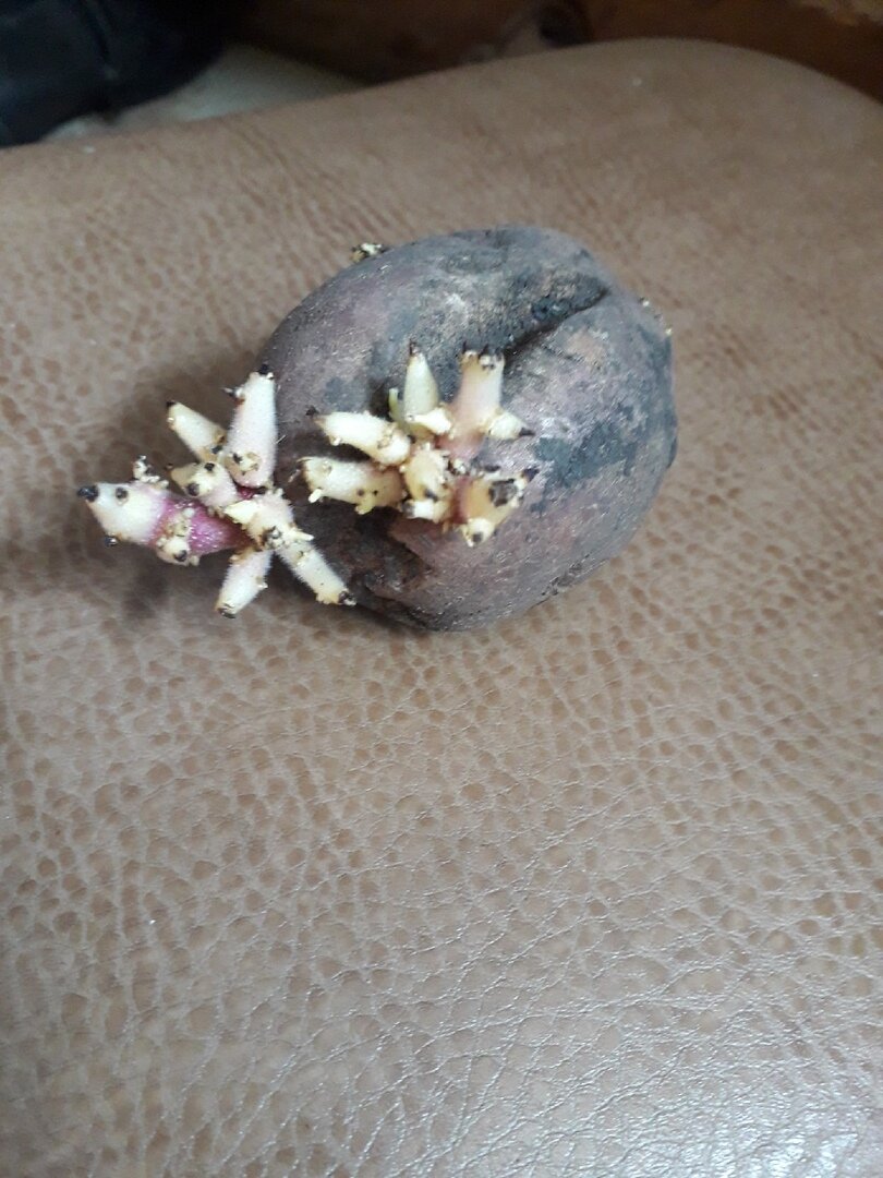 Секреты посадки картошки без проращивания