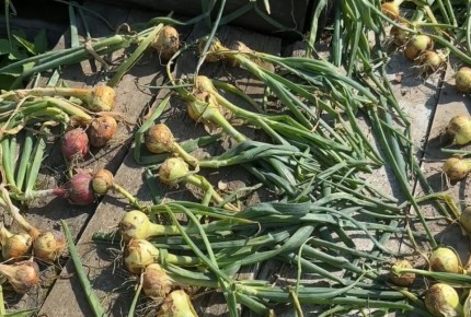 ������ ����� ��������� ����� � ����: ����������� ������ �����������