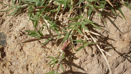 Как эффективно справиться с нежелательными сорняками на вашем участке