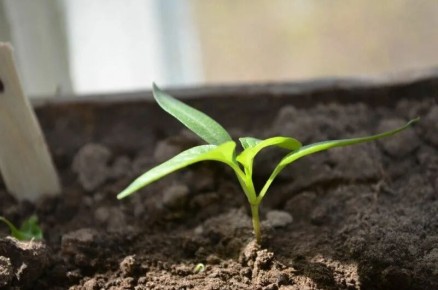 Правильная подкормка рассады перца: секреты успешного роста после пикировки