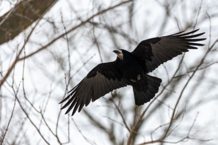 ����� � ��������� ������ �������� � �������� �� ����� �����