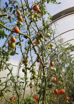 Индетерминантные и детерминантные томаты: как выбрать лучшие варианты для вашего участка