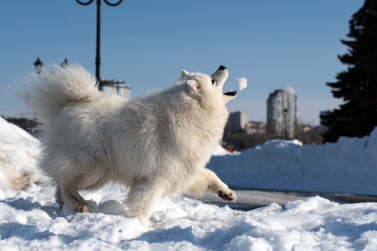 Пушистой лёгкости, радости и улыбок вам в этот понедельник Пушистой лёгкости, радости и улыбок вам в этот понедельник