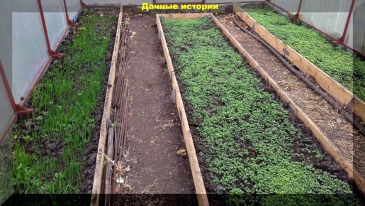 Мартовские посевы: что сажаем в теплицу и на грядки