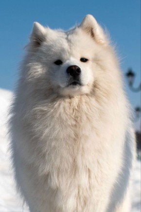 Пушистой лёгкости, радости и улыбок вам в этот понедельник