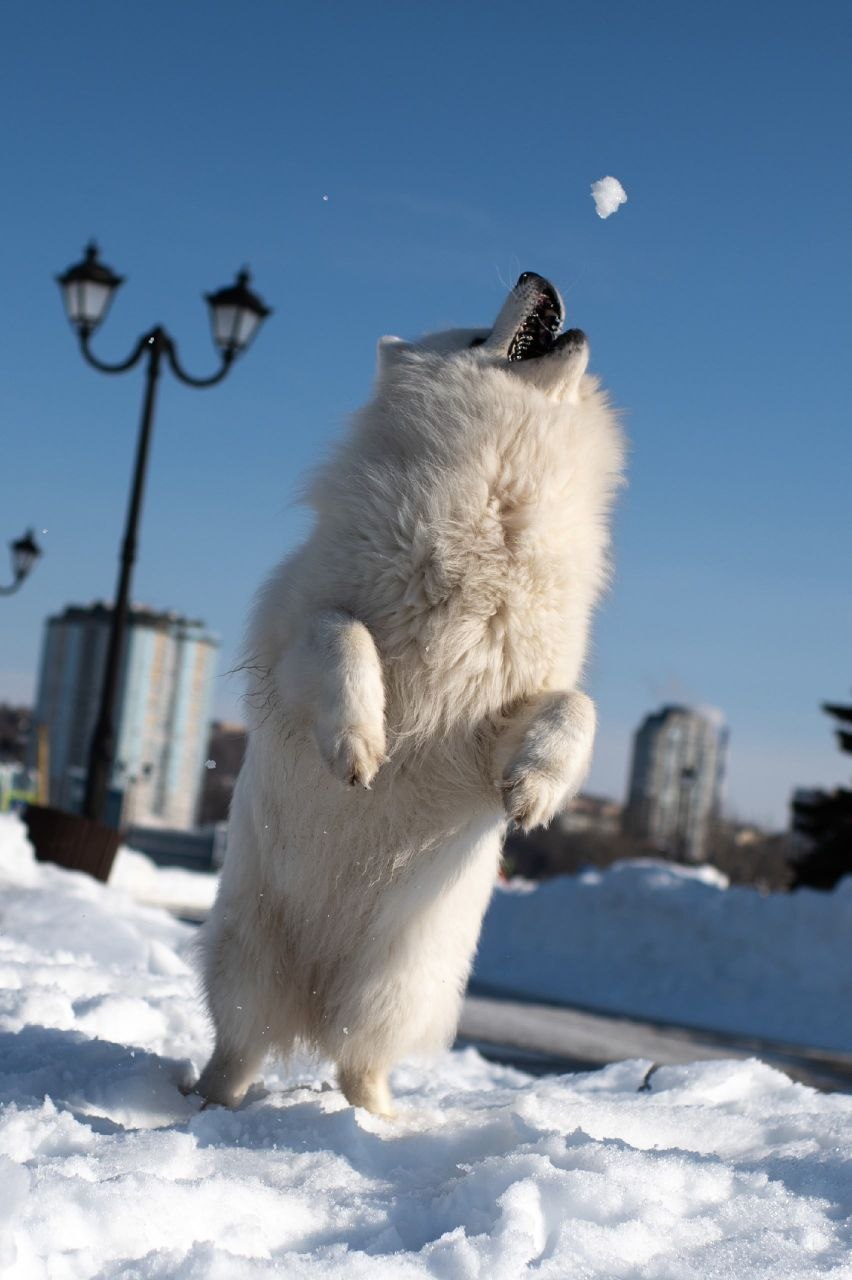 Пушистой лёгкости, радости и улыбок вам в этот понедельник Пушистой лёгкости, радости и улыбок вам в этот понедельник