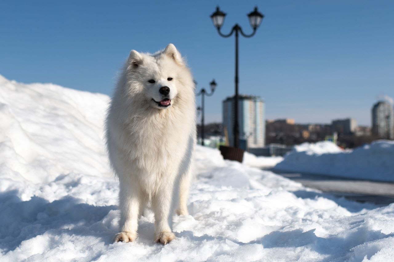 Пушистой лёгкости, радости и улыбок вам в этот понедельник Пушистой лёгкости, радости и улыбок вам в этот понедельник