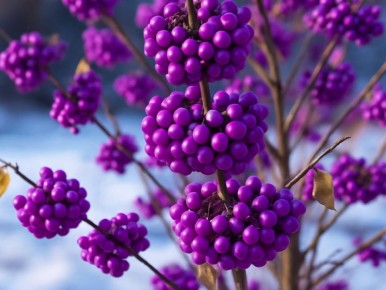 ��� �������������� �������� ������ ��� ������ �������