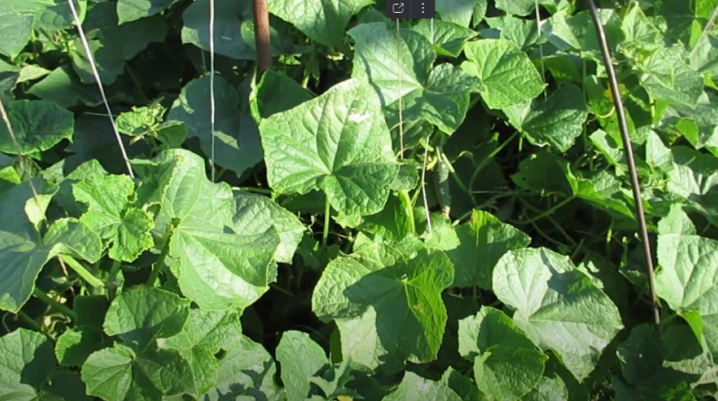 Как 20 капель йода вернули жизнь огурцам в саду