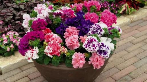 ��� ������������� �������: �������� ������� ������ �������