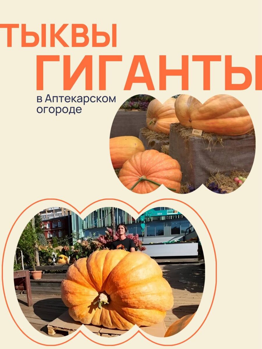 Не упустите: выставка гигантских овощей в Аптекарском огороде