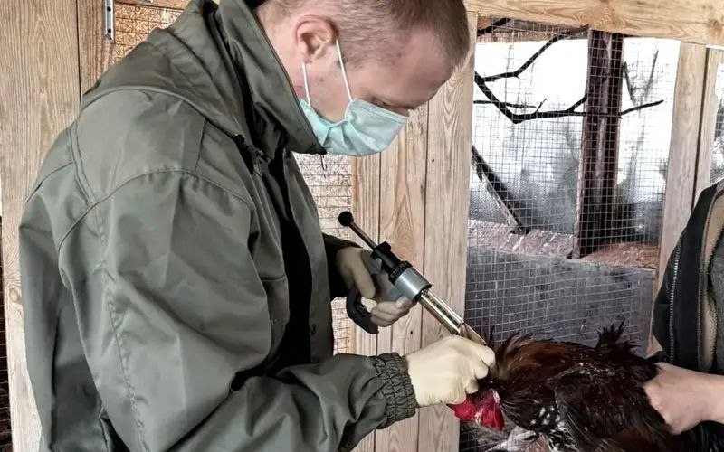 Специалисты государственной ветеринарной службы Мордовии продолжают проводить активную работу по сохранению ветеринарного благополучия территории региона от высокопатогенного гриппа птиц