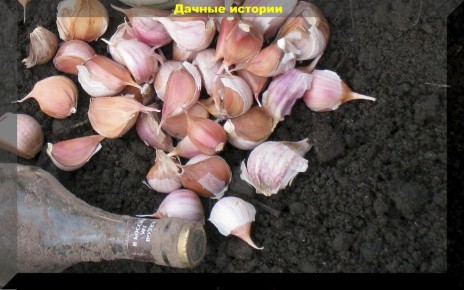 Как правильно посадить озимый чеснок: советы и рекомендации