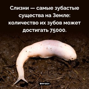 ������ �� ������ �� ��������: ������ ��� ���?