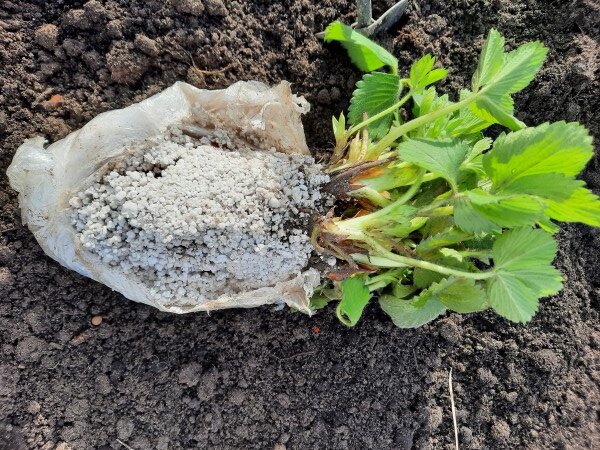 Как заказать растения с пересылкой и не ошибиться