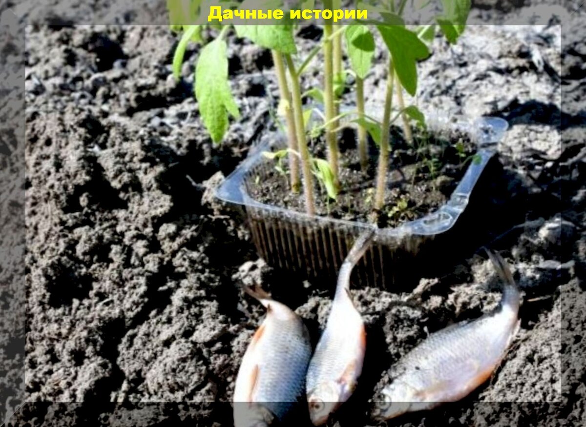 Невероятные подкормки для комнатных растений: от мяса до молока