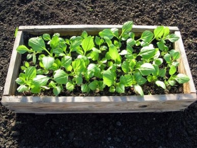 ������� ��������� ����������� ����: �� ������ �� ��������