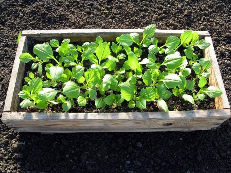 Секреты успешного выращивания астр: от посева до цветения