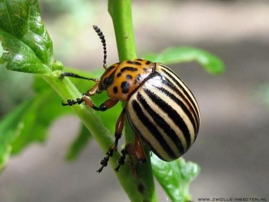Эффективная борьба с колорадским жуком: советы специалистов