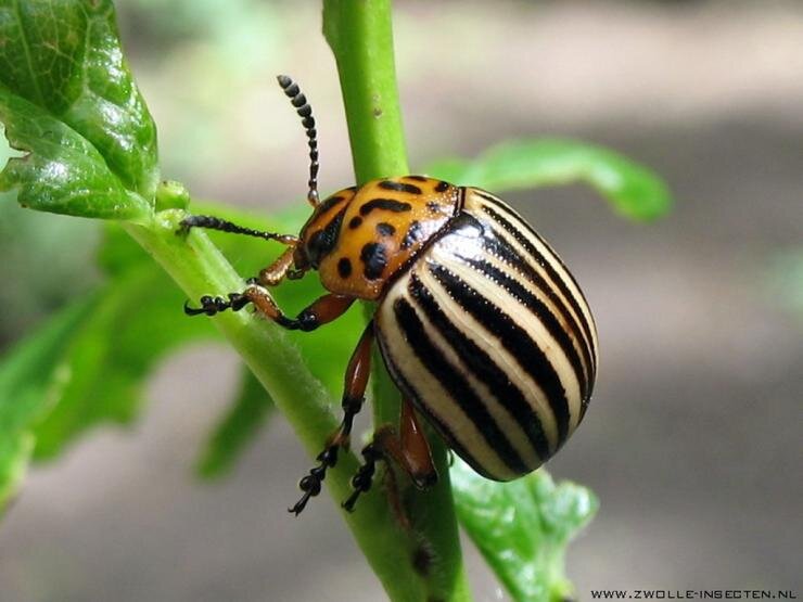 Эффективная борьба с колорадским жуком: советы специалистов