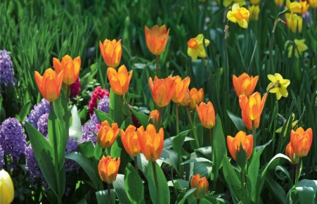 Лучшие идеи для посадки луковичных: как украсить сад весной