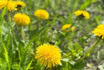 ������ 2026 ���� ������� ���� ������ ��������