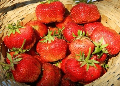 Секреты успешного выращивания клубники в теплице: от сортов до ухода