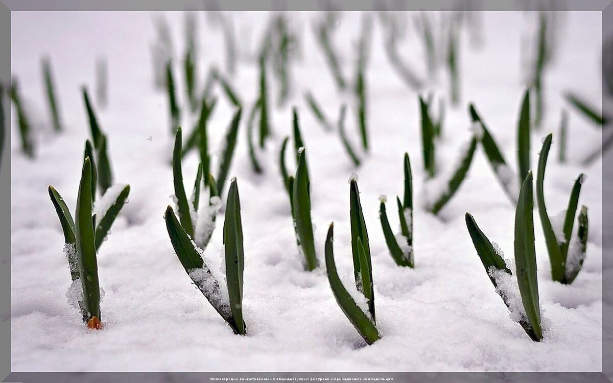 Как защитить озимый чеснок от вымерзания: полезные советы для садоводов