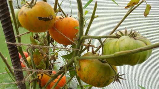 ��� �� ����� ������������ ������ � ��������: 5 ����������� ������� ������ ���������