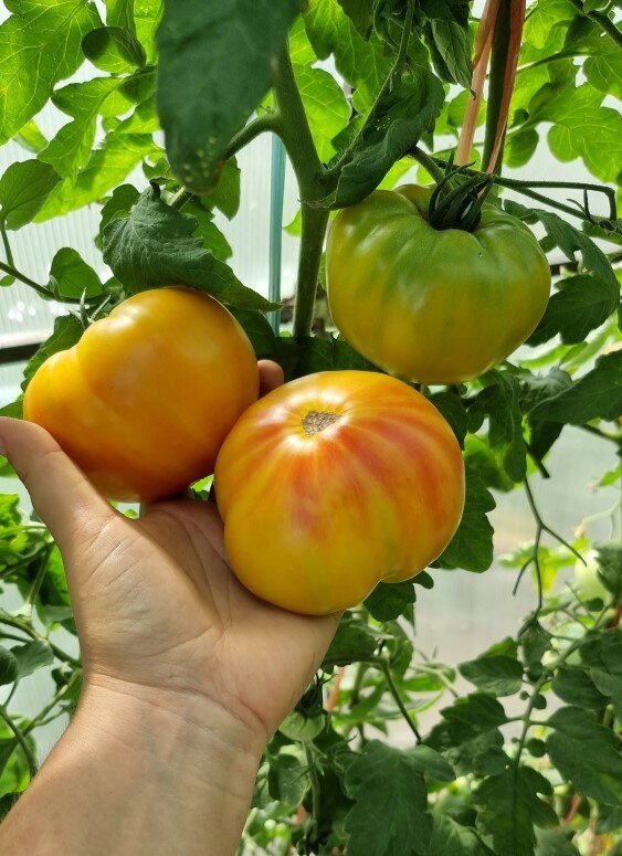 Очарование томатов: лучшие сорта, которые стоит попробовать