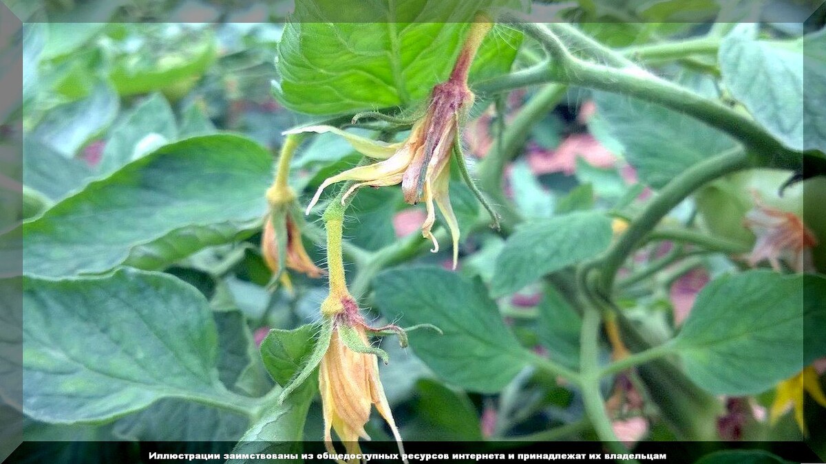 Ошибки ухода за томатами: Как избежать проблем при выращивании