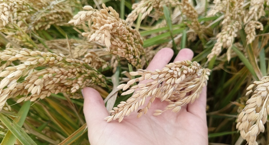 Рис с историей: как Кубань стала главной житницей России