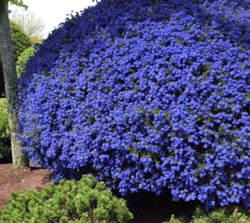 Синее море ароматных соцветий до октября