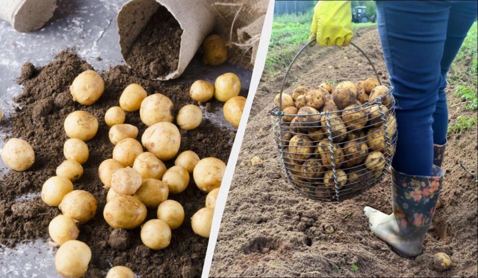 ������ ���� �������� ������: �������� ������ ��������