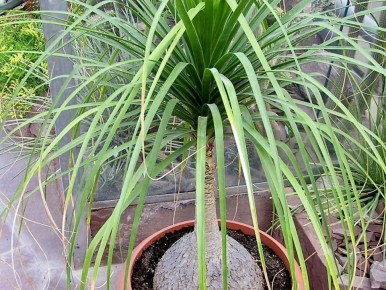 Как сохранить здоровье слоновой ноги: советы по уходу за бокарнеей