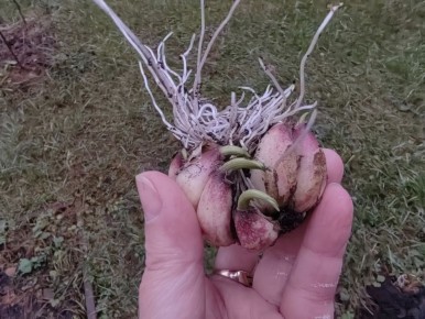 Как подготовить сад к зиме и закрыть все гештальты