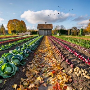 Секреты успешной высадки саженцев: как глина и Корневин обеспечивают крепкие корни