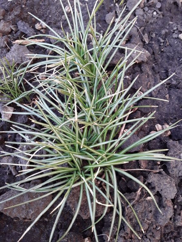 ����� ��������������� �������� �������� � ����