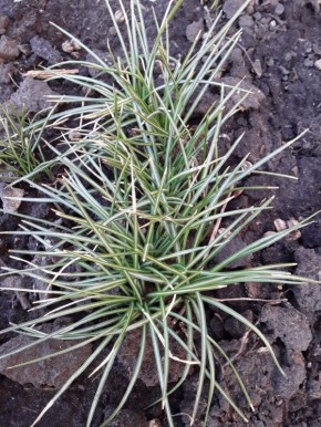 ����� ��������������� �������� �������� � ����